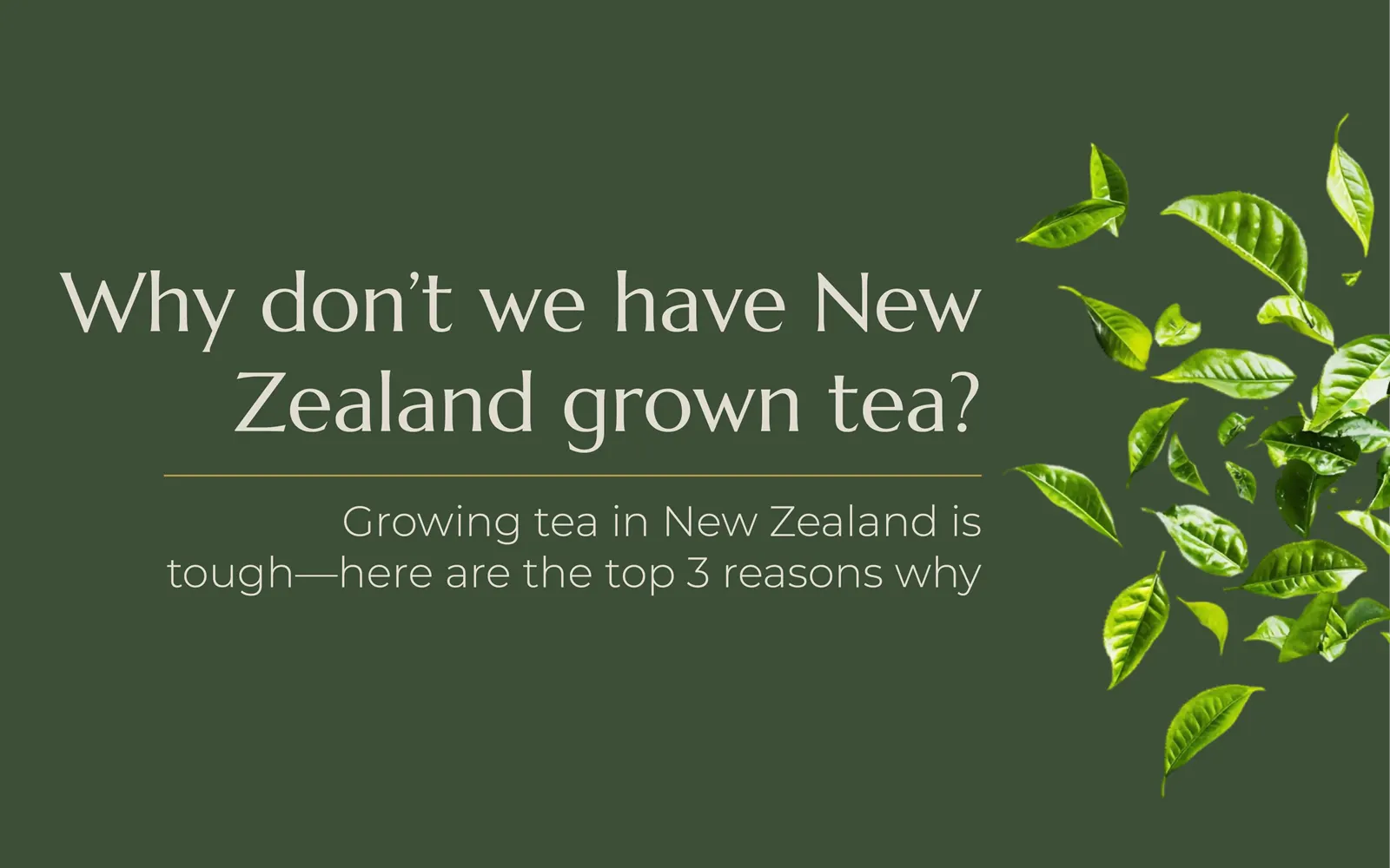 Why don t we have new zealand grown tea